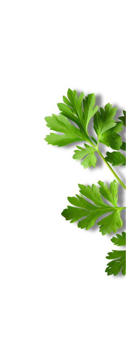 Daun parsley